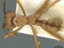 Imagem de Acromyrmex aspersus (Smith 1858)