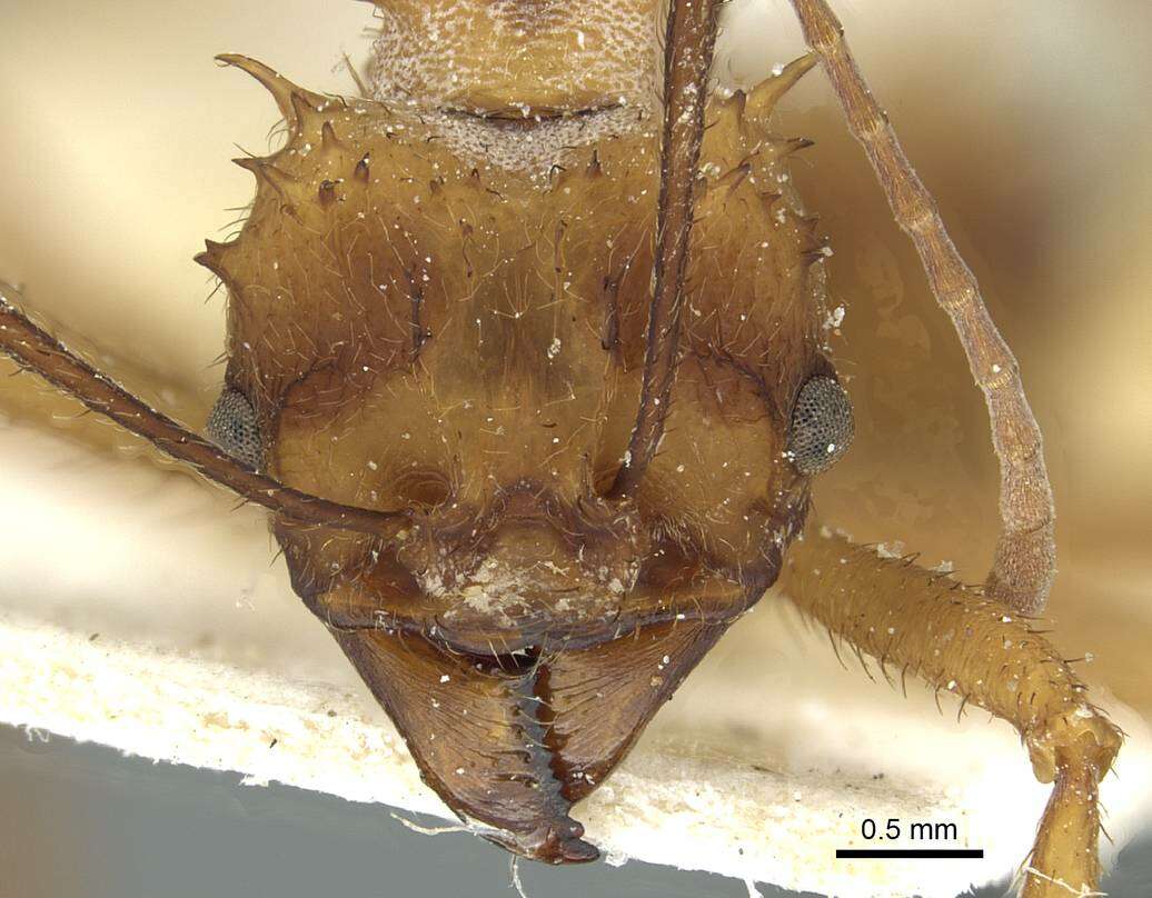 Imagem de Acromyrmex aspersus (Smith 1858)