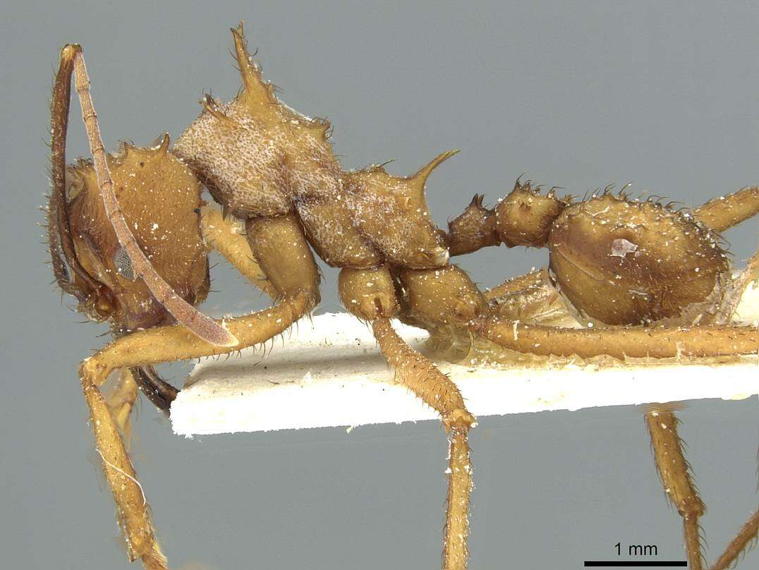 Imagem de Acromyrmex aspersus (Smith 1858)