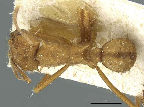 Image of Acromyrmex coronatus (Fabricius 1804)