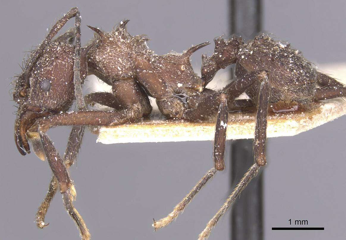 Image of Acromyrmex crassispinus (Forel 1909)