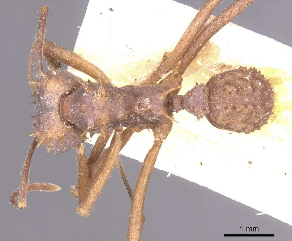 Image of Acromyrmex crassispinus (Forel 1909)