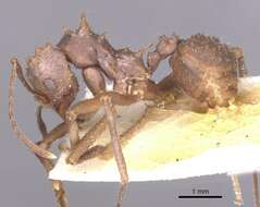 Image of Acromyrmex crassispinus (Forel 1909)