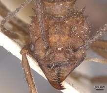 Image of Acromyrmex crassispinus (Forel 1909)