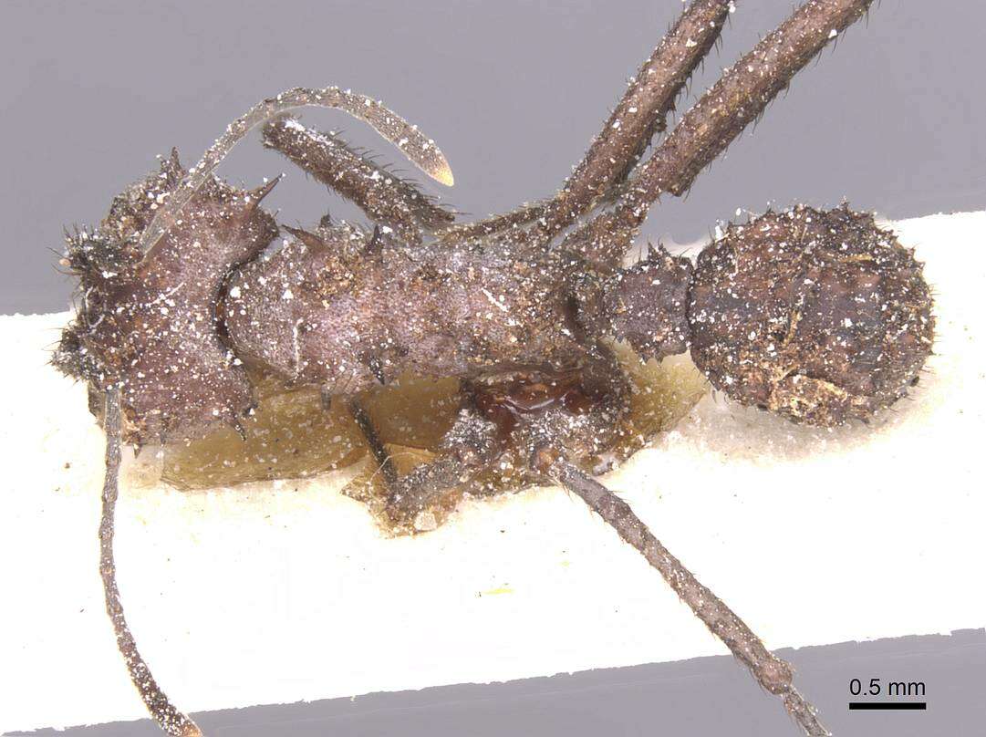 Image of Acromyrmex crassispinus (Forel 1909)