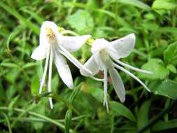 Image of Habenaria grandifloriformis Blatt. & McCann