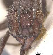 Image of Acromyrmex crassispinus (Forel 1909)