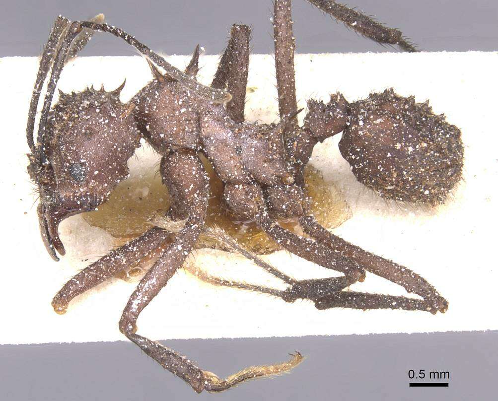 Image of Acromyrmex crassispinus (Forel 1909)