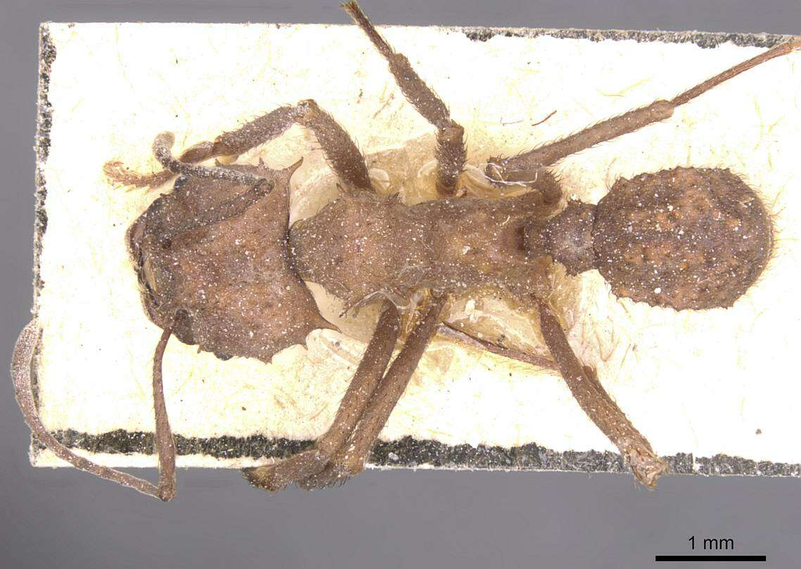 Image of Acromyrmex crassispinus (Forel 1909)