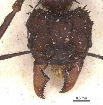 Image of Acromyrmex evenkul Bolton 1995