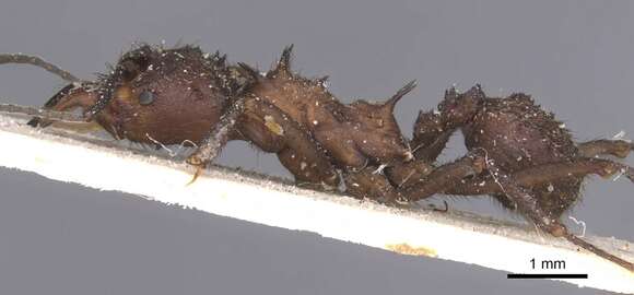 Image of Acromyrmex evenkul Bolton 1995