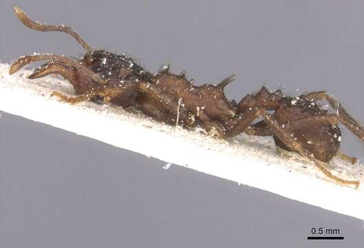 Image of Acromyrmex evenkul Bolton 1995