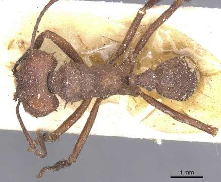 Image of Acromyrmex laticeps (Emery 1905)