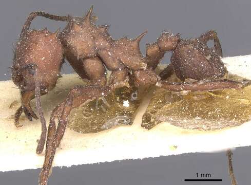 Image of Acromyrmex laticeps (Emery 1905)