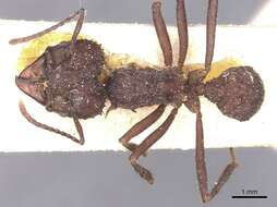 Image of Acromyrmex lobicornis (Emery 1888)