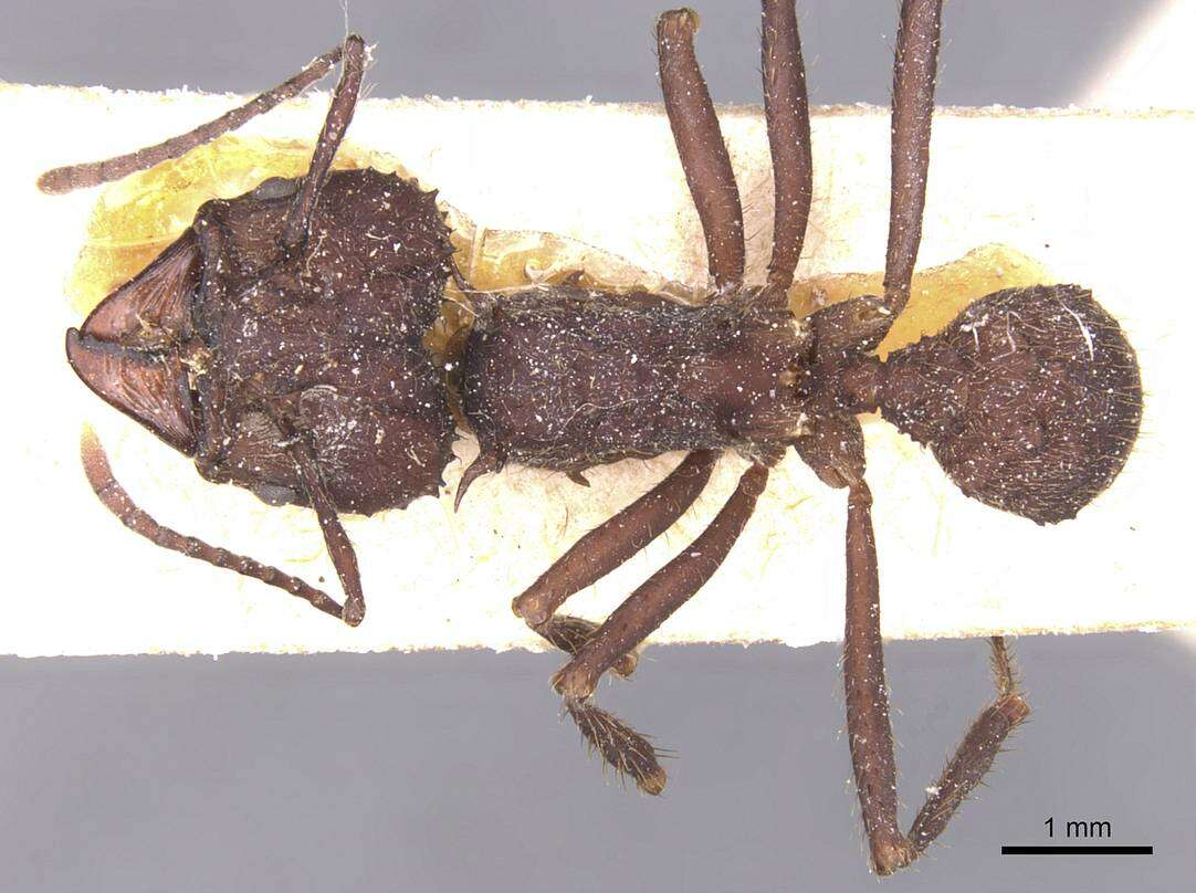 Image of Acromyrmex lobicornis (Emery 1888)