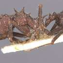 Image of <i>Acromyrmex pubescens</i>
