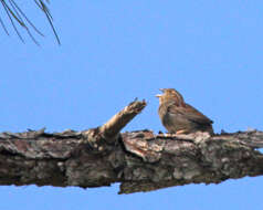 Image of Bachman's Sparrow