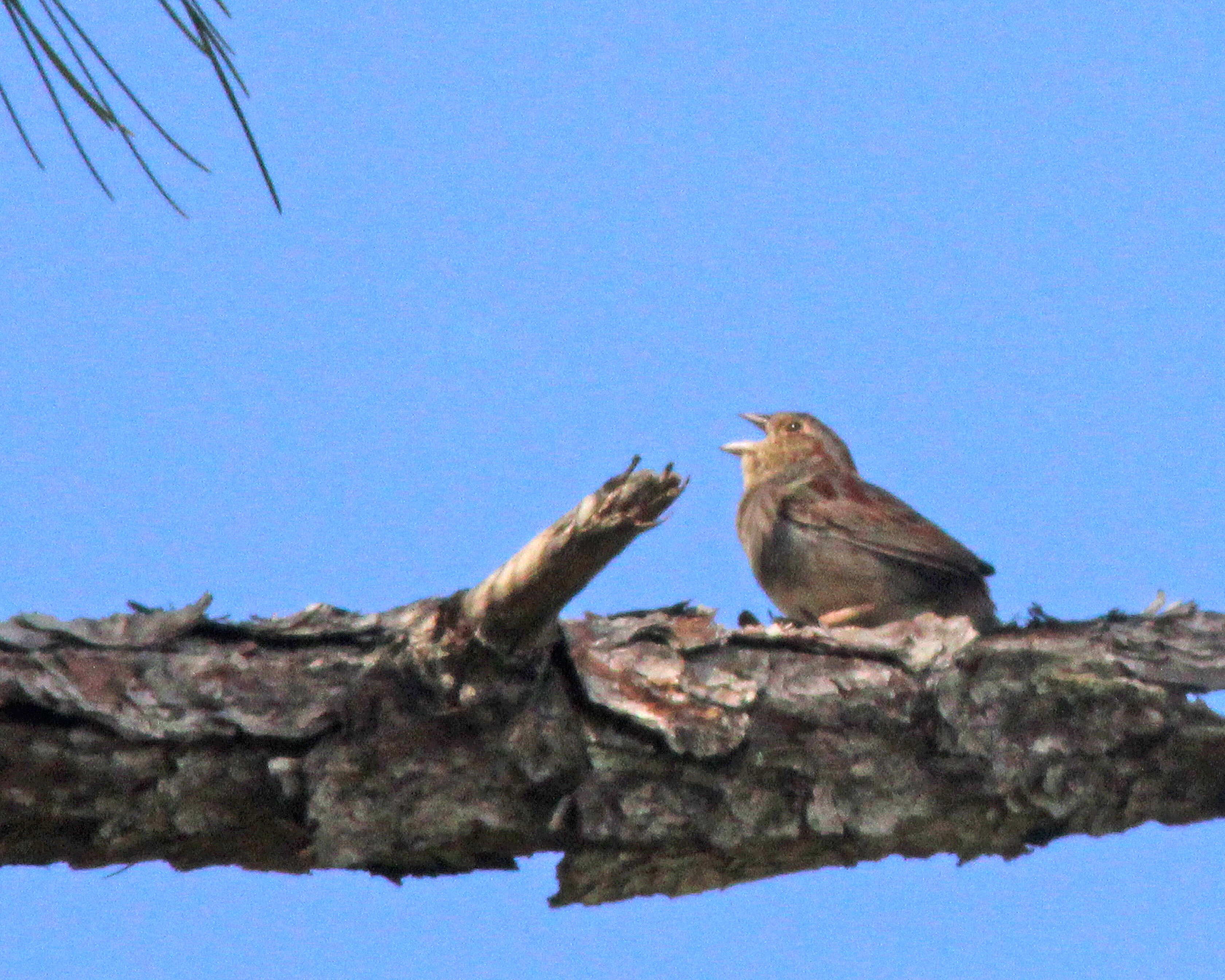 Image of Bachman's Sparrow