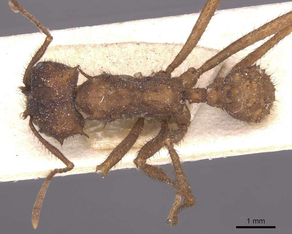 Image de Acromyrmex subterraneus (Forel 1893)