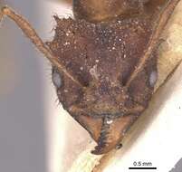 Image de Acromyrmex subterraneus (Forel 1893)