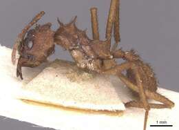 Image de Acromyrmex subterraneus (Forel 1893)