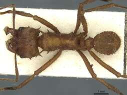 Image de Acromyrmex subterraneus (Forel 1893)