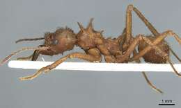 Image de Acromyrmex subterraneus (Forel 1893)