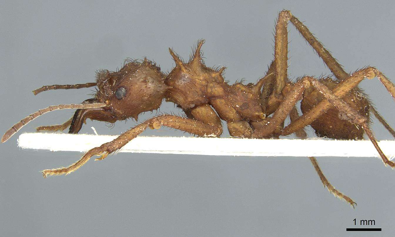 Image de Acromyrmex subterraneus (Forel 1893)