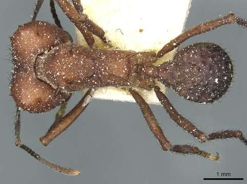 Image of Acromyrmex heyeri (Forel 1899)