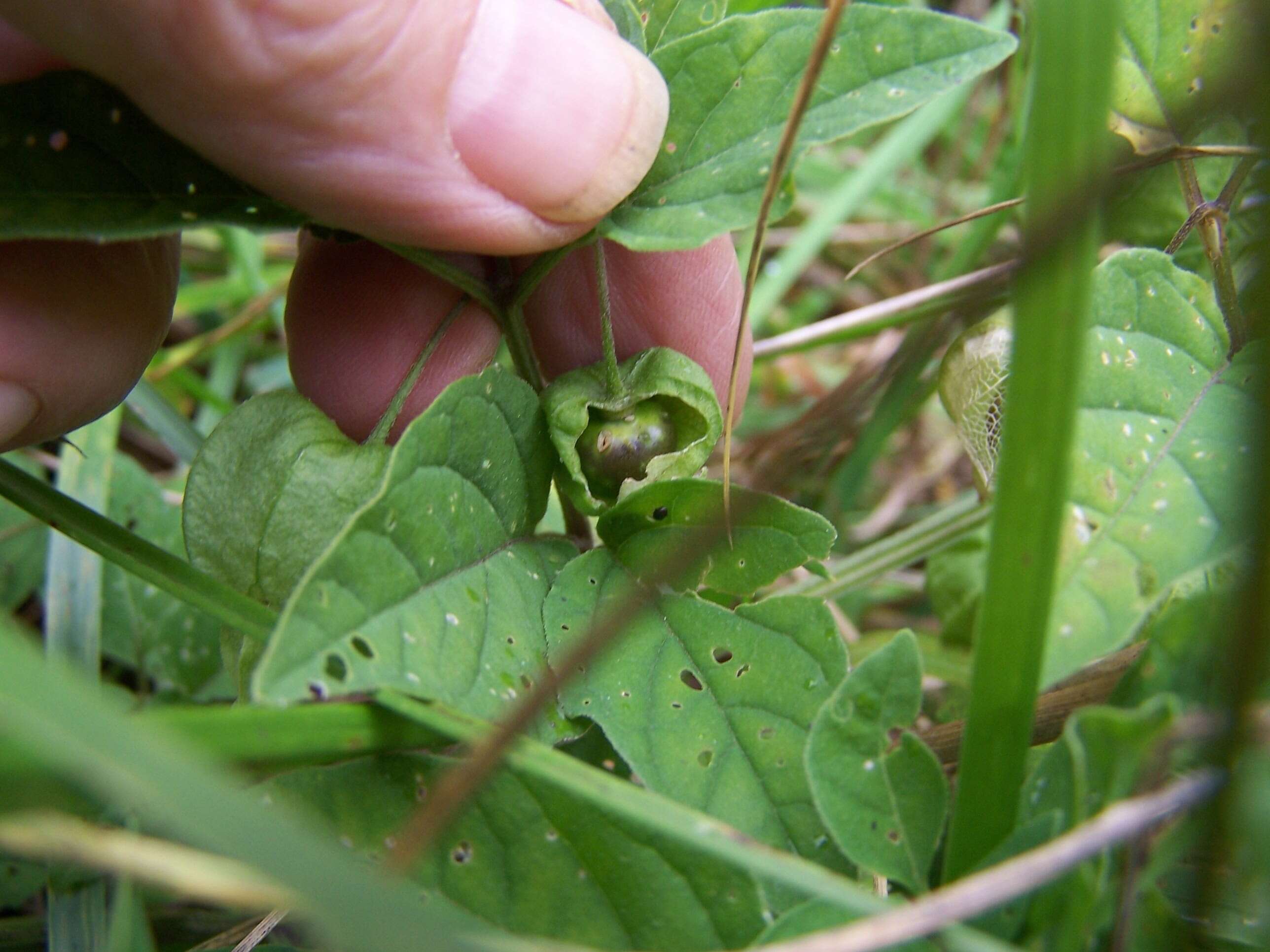 Physalis longifolia Nutt. resmi