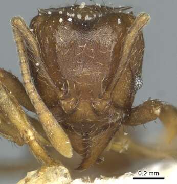 Image of Acromyrmex heyeri (Forel 1899)