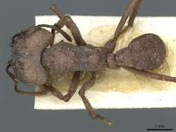 Image de Acromyrmex landolti (Forel 1885)