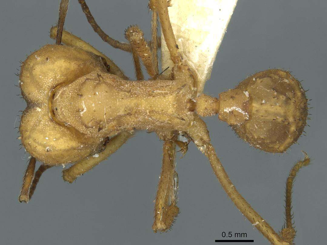 Image de Acromyrmex landolti (Forel 1885)