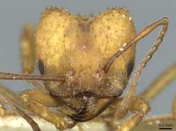 Image de Acromyrmex landolti (Forel 1885)