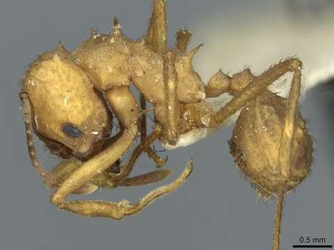 Image of Acromyrmex landolti (Forel 1885)