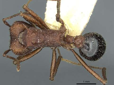 Image of Acromyrmex striatus (Roger 1863)