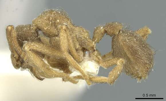 Image of Apterostigma tramitis Weber 1940