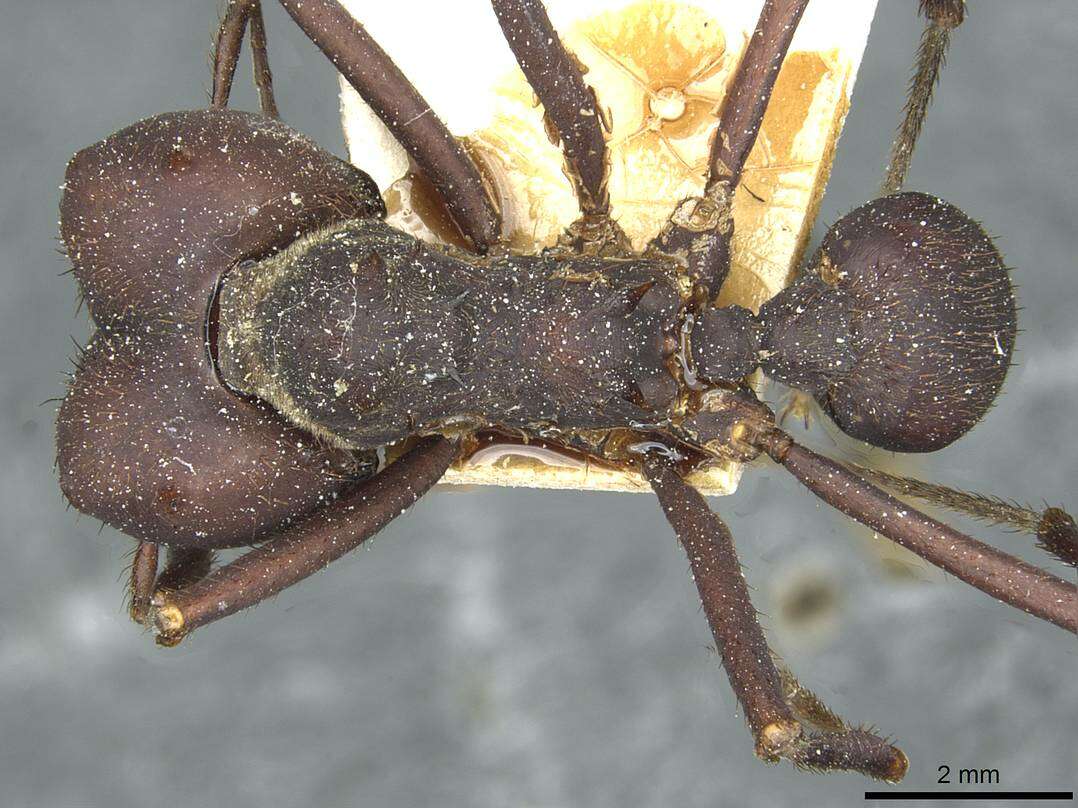 Image of Ant