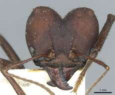 Image of Ant