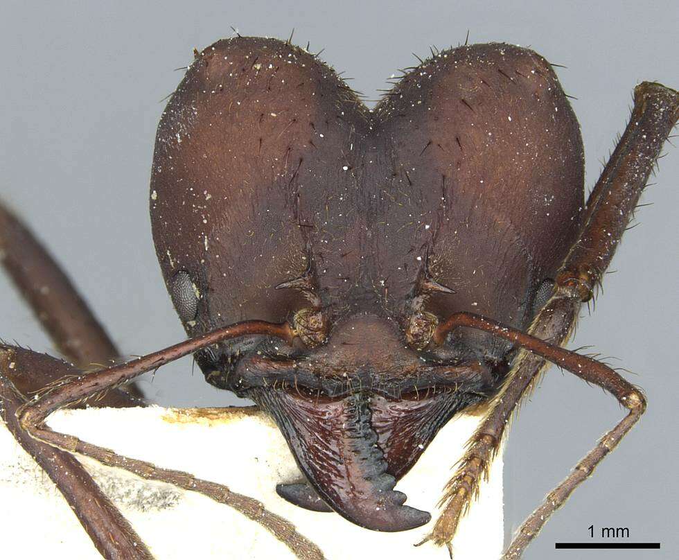 Image of Ant