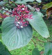 Image of roundleaf dogwood