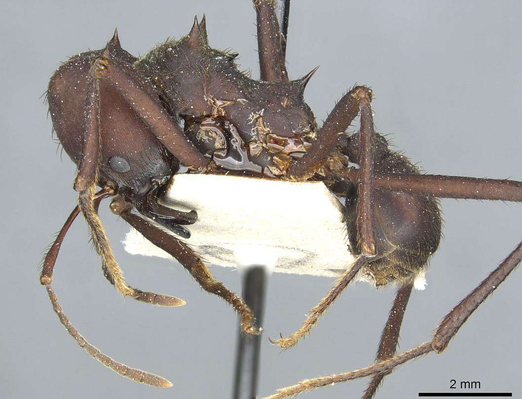 Image of Ant