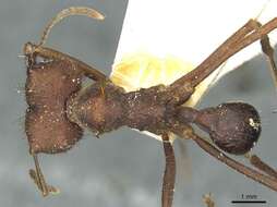 Image of Ant