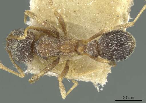 Image of Kalathomyrmex Klingenberg & Brandão