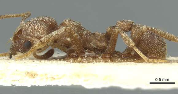 Image of Kalathomyrmex Klingenberg & Brandão