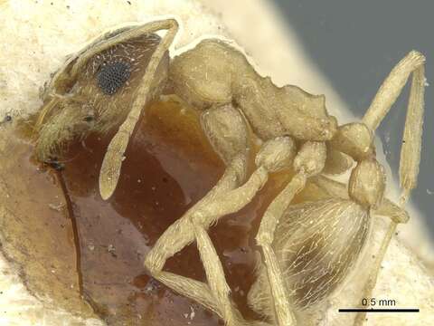 Image of Kalathomyrmex Klingenberg & Brandão