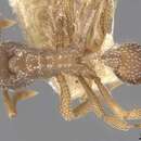 Myrmicocrypta urichi Weber 1937 resmi