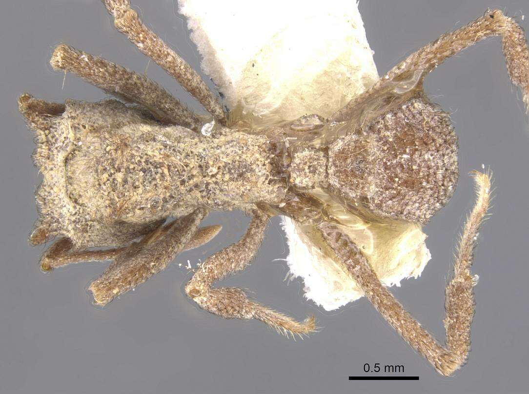 Image of Mycetomoellerius opulentus