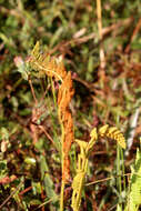 Image de Osmunda cinnamomea